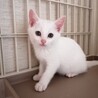 おっとりな白猫ちゃん サムネイル2