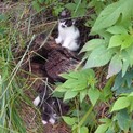 【再掲載】生後2ヶ月白黒ちょび髭子猫2匹