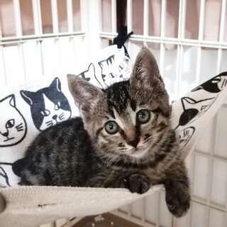 かわいいツンデレちゃん