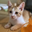 【グミ】おかげさまで里親様が決まりました。