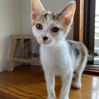 【クコ】おかげさまで里親様が決まりました。