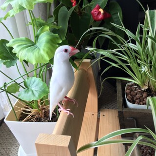 1歳7か月の白文鳥女の子