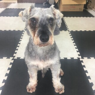 お申し込み多数により一旦停止、シュナの「イオラ」