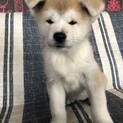 ありがとうございました