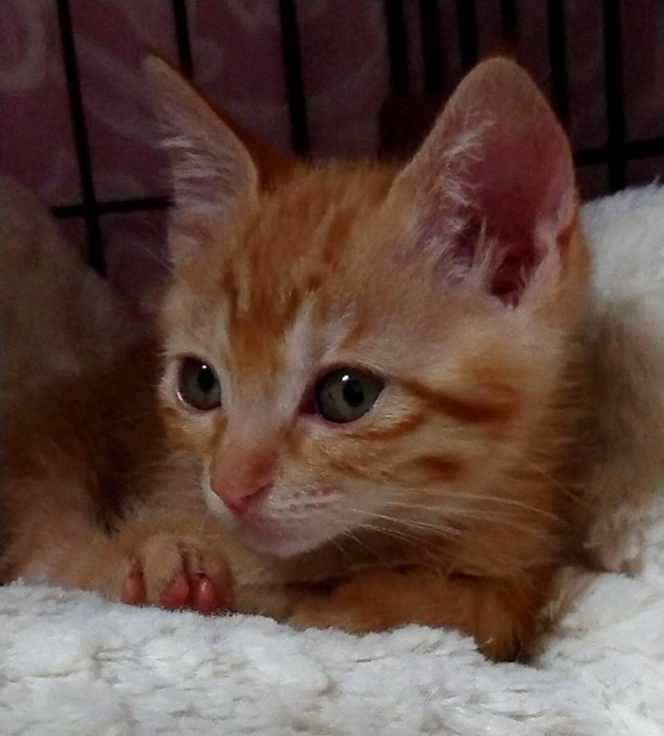 豆くんといつも一緒 麦ちゃん 東京都 猫の里親募集 3608 ペットのおうち 月間利用者150万人