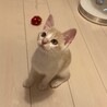 かまってちゃんのハンサム茶白ダンダン♪ サムネイル2