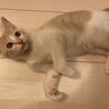 かまってちゃんのハンサム茶白ダンダン♪ サムネイル3