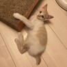 かまってちゃんのハンサム茶白ダンダン♪ サムネイル4