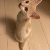 かまってちゃんのハンサム茶白ダンダン♪ サムネイル5