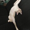 かまってちゃんのハンサム茶白ダンダン♪ サムネイル7