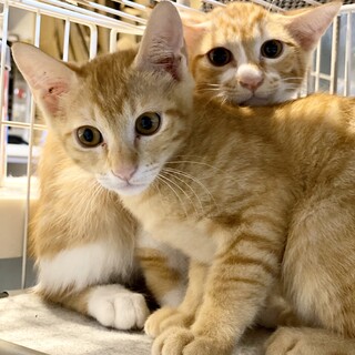 只今お家猫修行中の子猫達