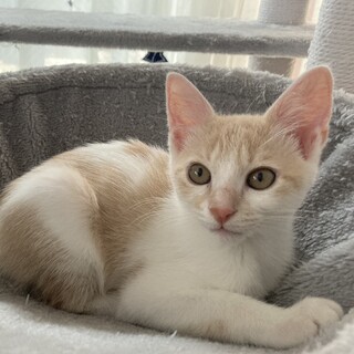 かまってちゃんのハンサム茶白ダンダン♪