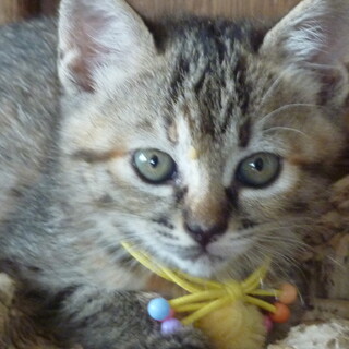 キジトラの女の子