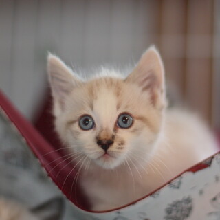 【一次募集停止】 シャムミックス シャガールくん