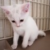 おっとりな白猫ちゃん サムネイル4