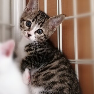 ちょっぴりビビりくん