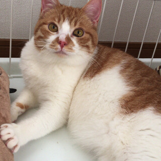 茶白の好男子、ぽっちゃり癒し系のこし君です。