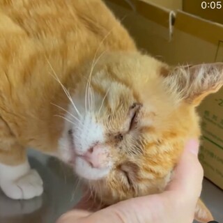 大ケガと手術を乗り越えたニャース