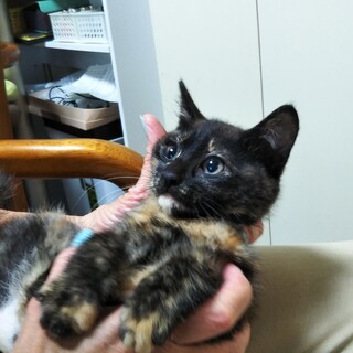 9/5㈰譲渡会参加  すぐに仲良し　サビの女のコ