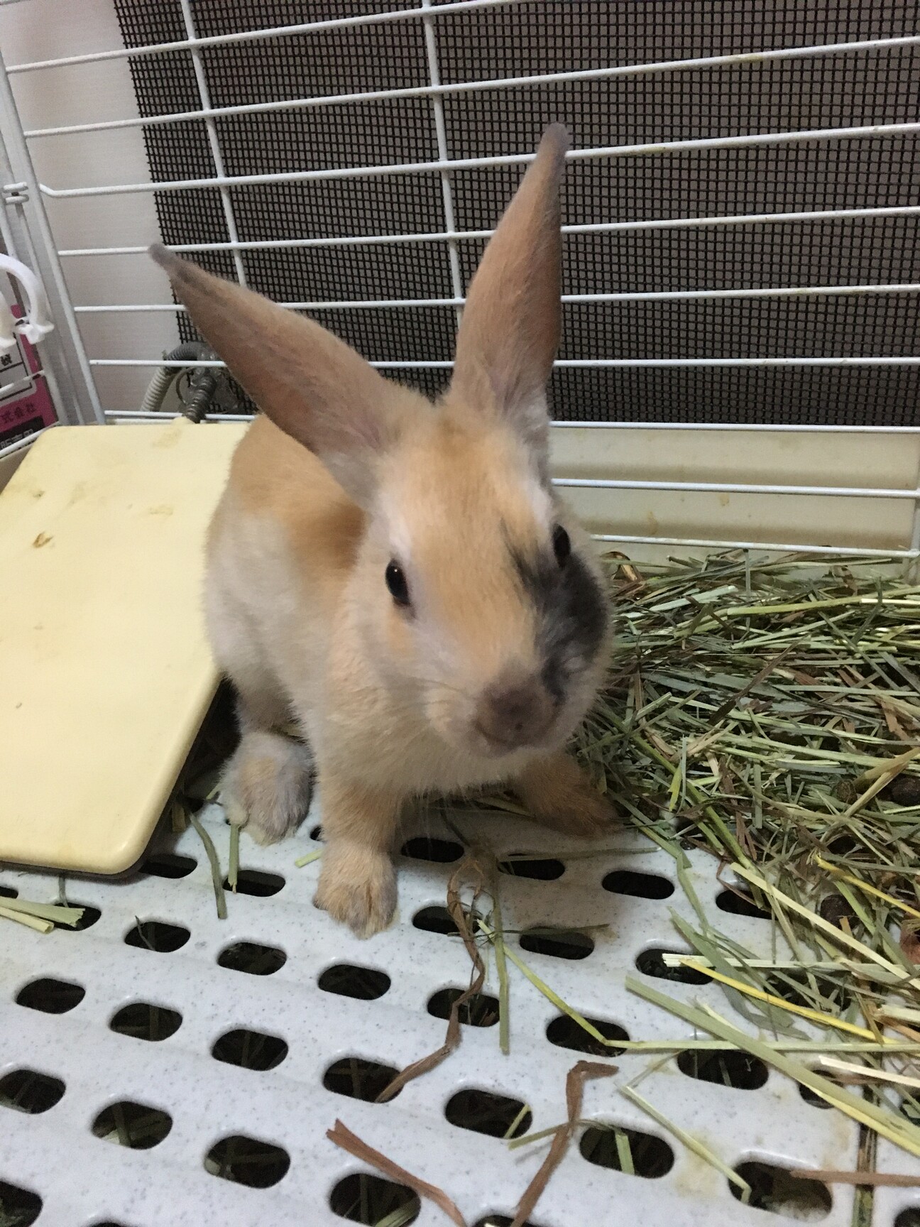 保護うさぎ 佐渡っこぷく 神奈川県 小動物の里親募集 3646 ペットのおうち 月間利用者150万人