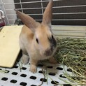 保護うさぎ・佐渡っこぷくくん（オス）