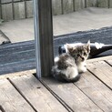 生後1か月の子猫