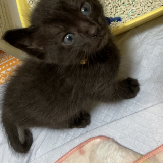 抱っこ好きな甘えん坊☆ミルクで育てました