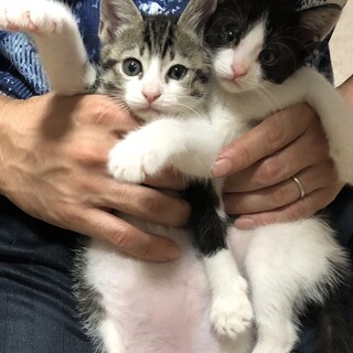 人が大好きな甘えん坊姉弟　