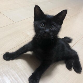 ＜あやめ＞超ゴロスリな可愛い黒猫の女の子