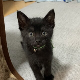 兄妹一の甘えん坊☆ミルクで育てました