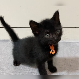 マイペース元気な甘えん坊☆ミルクで育てました！