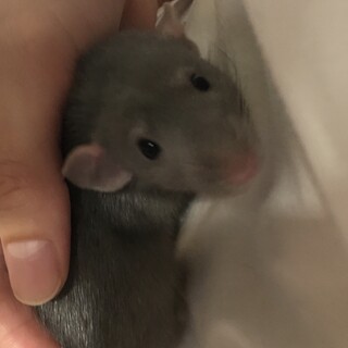 ファンシーラット