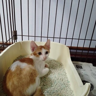 とっても人間大好き男の子