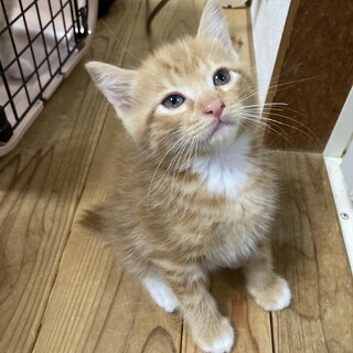 可愛い茶白くん　男の子