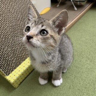 可愛いキジ白　男の子