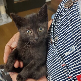 小さい体で一生懸命ご飯を食べに来ていました