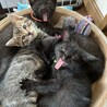 のらねこまま
