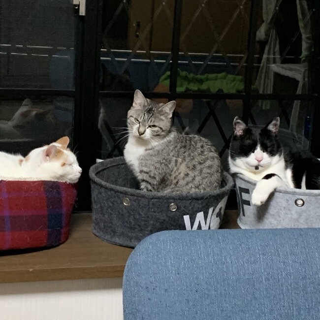 のらねこままのカバー写真