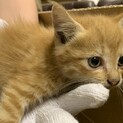 生後１ヶ月程度の子猫