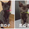 1ヶ月半☆黒の子猫の兄弟です。(オス・メス)