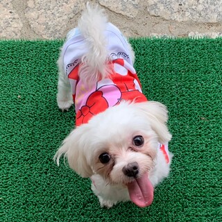 マルチーズ♀️『めい』推定６才