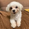 マルチーズ♀️『めい』推定６才 サムネイル2