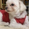 マルチーズ♀️『めい』推定６才 サムネイル3