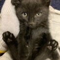 生後１ヶ月 黒猫里親募集