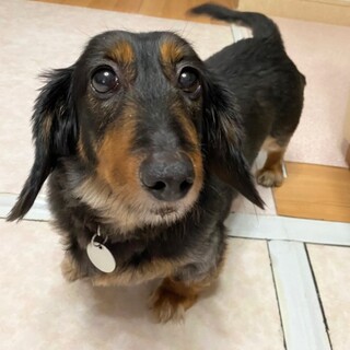 楽しくリハビリ〜♪ 健気なキースちゃん！