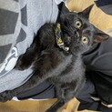 鍵しっぽの黒猫アルテ♂