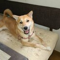 人が大好き　まゆちゃん