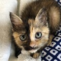 生後2ヶ月　さび猫の女の子