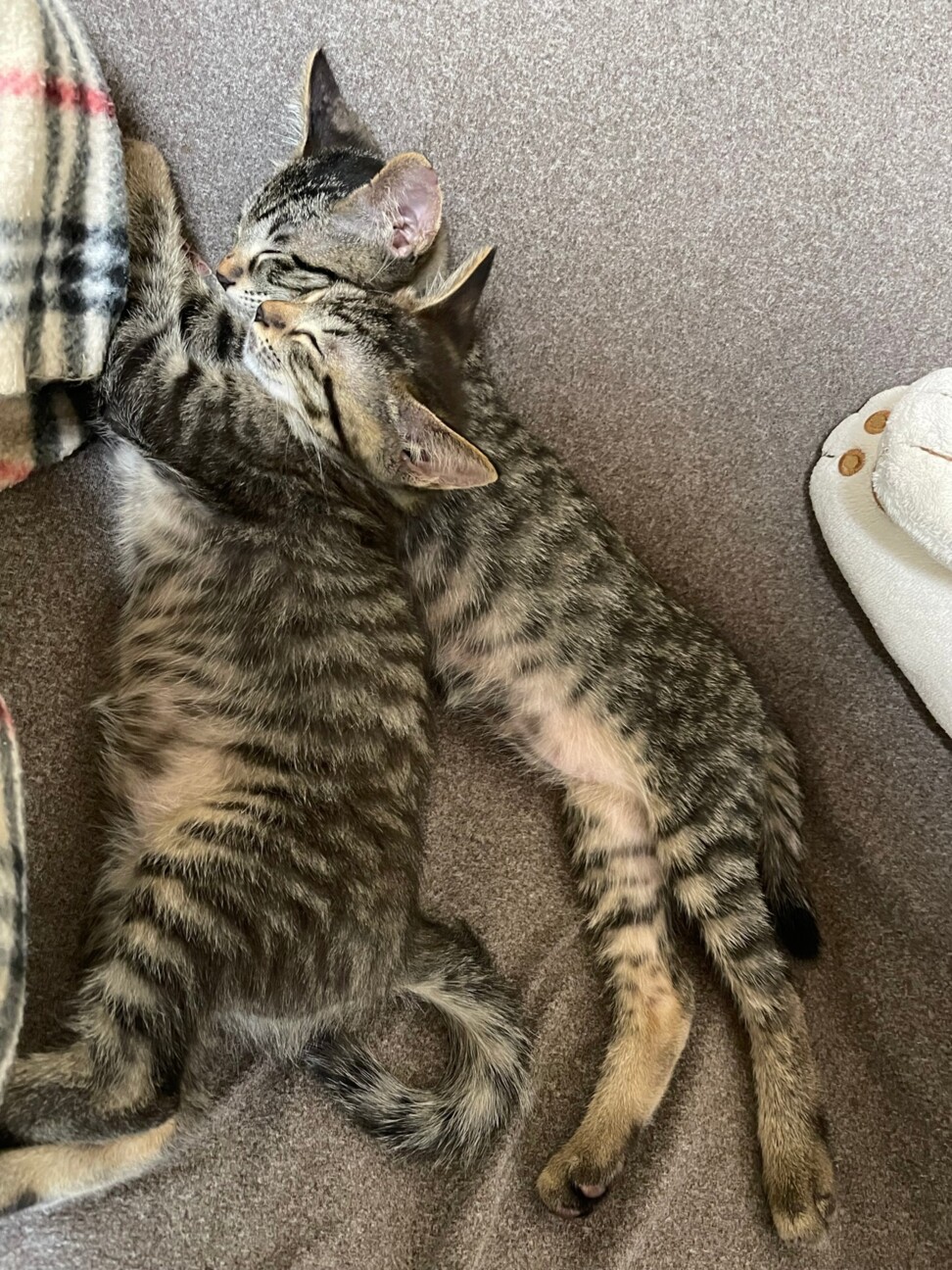 膝好き甘えん坊♪仲良し兄妹☆7／4譲渡会参加します サムネイル2