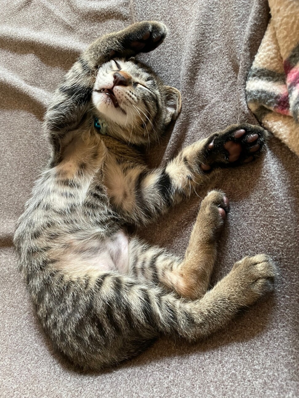 膝好き甘えん坊♪仲良し兄妹☆7／4譲渡会参加します サムネイル3